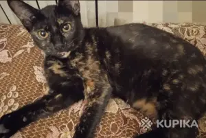 Возьмите счастье в дом. Кошка