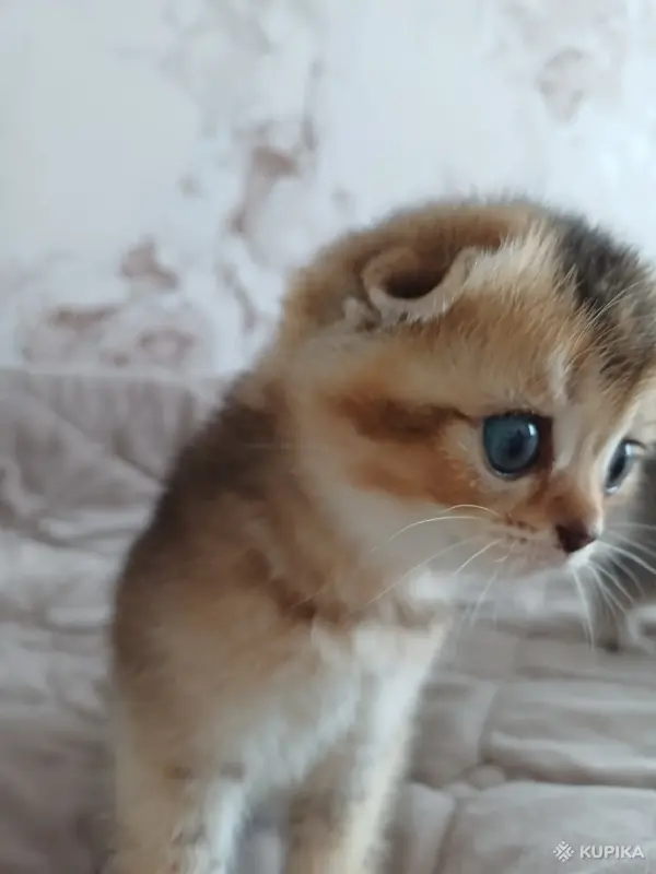 Кошки - Котёнок золотая шиншилла - Вся Беларусь - Фото 9 Котёнок золотая шиншилла - Вся Беларусь - 258469 - Доска объявлений Kupika.by - Фото 9