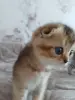 Кошки - Котёнок золотая шиншилла - Вся Беларусь - Фото 9 Котёнок золотая шиншилла - Вся Беларусь - 258469 - Доска объявлений Kupika.by - Фото 9