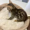 Кошки - Бенгальские котята - Вся Беларусь - Фото 6 Бенгальские котята - Вся Беларусь - 259642 - Доска объявлений Kupika.by - Фото 6
