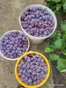 Продукты питания - Слива венгерка с дачного участка-Ковалевка - Вся Беларусь Слива венгерка с дачного участка-Ковалевка - Вся Беларусь - 260092 - Доска объявлений Kupika.by