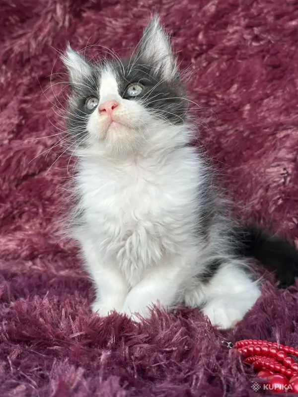 Кошки - Мейн-кун котята - Вся Беларусь - Фото 11 Мейн-кун котята - Вся Беларусь - 259120 - Доска объявлений Kupika.by - Фото 11