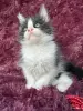 Кошки - Мейн-кун котята - Вся Беларусь - Фото 11 Мейн-кун котята - Вся Беларусь - 259120 - Доска объявлений Kupika.by - Фото 11