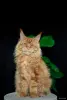 мальчик породы мейн-кун - Вся Беларусь - 258703 - Доска объявлений Kupika.by - Фото 6