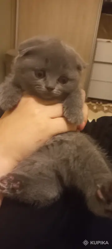 Шотландский вислоухий котик 2,5 мес.200р.Минск