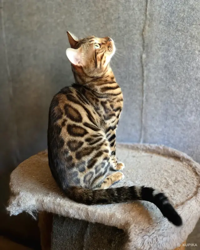 Вязка бенгальского кота