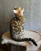 Вязка бенгальского кота - Вся Беларусь - 259362 - Доска объявлений Kupika.by