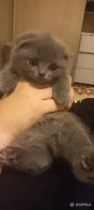 Шотландский вислоухий котенок 2,5мес.Минск,200р.