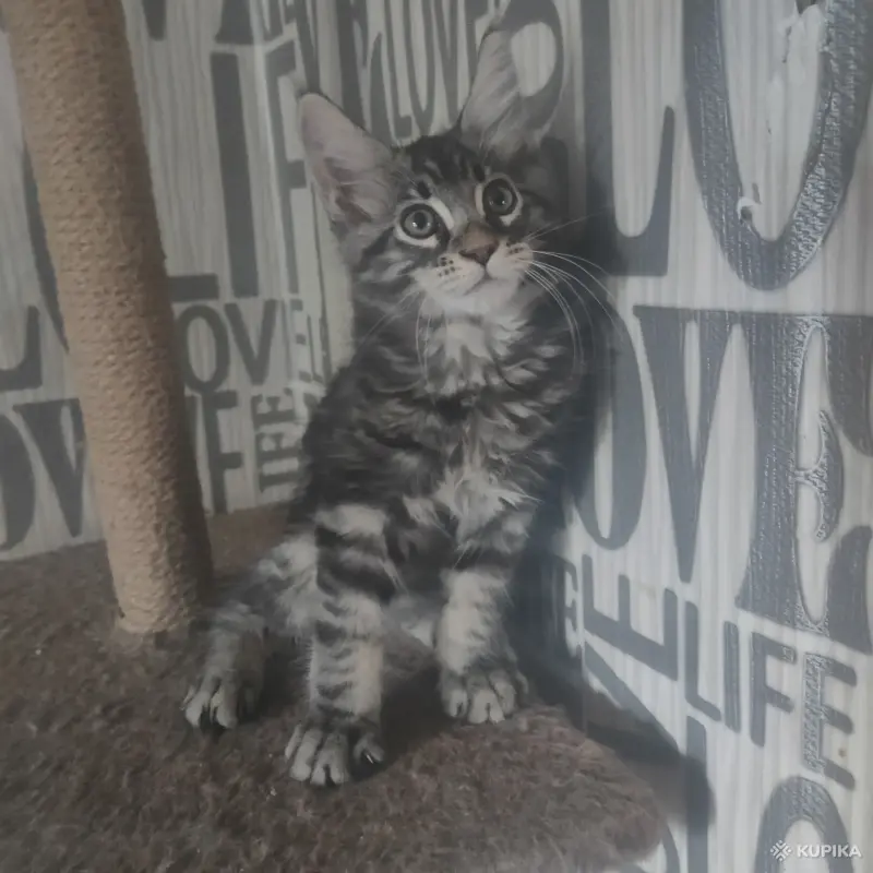 Чистокровные Котята Мейн-Кун - Вся Беларусь - 259752 - Доска объявлений Kupika.by - Фото 4
