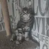 Чистокровные Котята Мейн-Кун - Вся Беларусь - 259752 - Доска объявлений Kupika.by - Фото 4