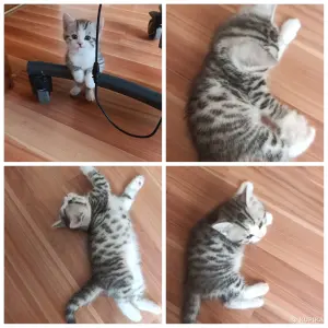 Котята