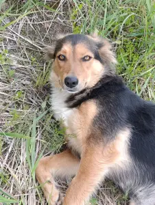 Собака