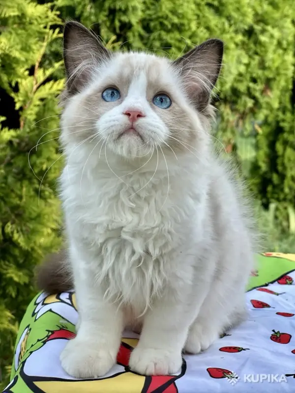 Кошки - Рэгдолл, мальчик - Вся Беларусь Рэгдолл, мальчик - Вся Беларусь - 259916 - Доска объявлений Kupika.by