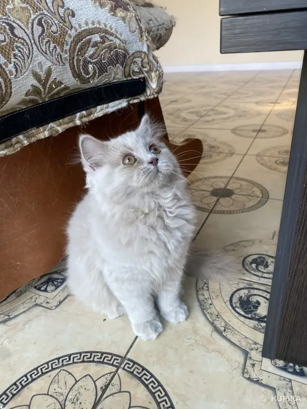 Британский котенок