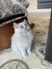 Британский котенок - Вся Беларусь - 260034 - Доска объявлений Kupika.by