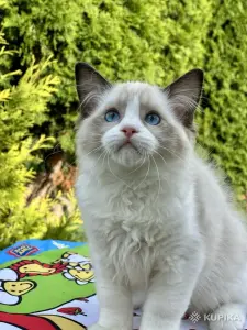 Рэгдолл, мальчик