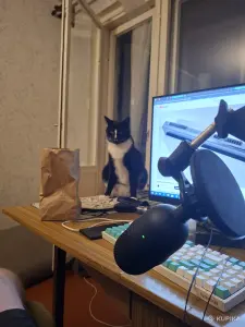 Котик