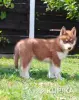 Собаки - Домашние питомцы - Лынтупы - Фото 5 Домашние питомцы - Лынтупы - 217009 - Доска объявлений Kupika.by - Фото 5