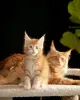 Кошки - мальчик и девочка мейн-кун - Вся Беларусь - Фото 14 мальчик и девочка мейн-кун - Вся Беларусь - 259205 - Доска объявлений Kupika.by - Фото 14