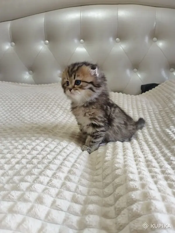 Кошки - Шотландский котенок - Вся Беларусь - Фото 2 Шотландский котенок - Вся Беларусь - 260101 - Доска объявлений Kupika.by - Фото 2