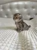 Кошки - Шотландский котенок - Вся Беларусь - Фото 2 Шотландский котенок - Вся Беларусь - 260101 - Доска объявлений Kupika.by - Фото 2