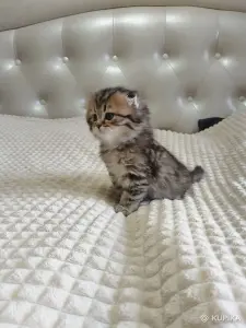 Шотландский котенок