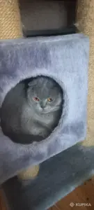 Шотландский вислоухий котик 2,5 мес.200р.Минск