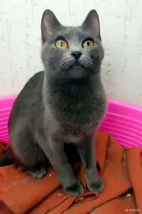 Кошка Энни - Алярусская голубая