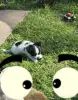 Чихуахуа щенок - Вся Беларусь - 260554 - Доска объявлений Kupika.by