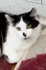 Кошки - Доня - скромная кошечка - Вся Беларусь - Фото 4 Доня - скромная кошечка - Вся Беларусь - 259216 - Доска объявлений Kupika.by - Фото 4