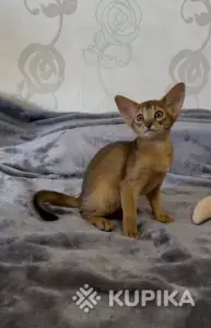 Абиссинский котёнок, девочка
