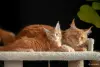 Кошки - мальчик и девочка мейн-кун - Вся Беларусь - Фото 11 мальчик и девочка мейн-кун - Вся Беларусь - 259205 - Доска объявлений Kupika.by - Фото 11