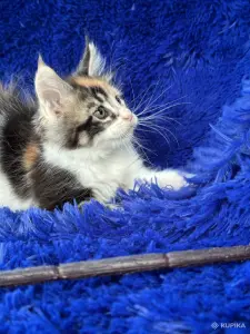 Мейн-кун котята