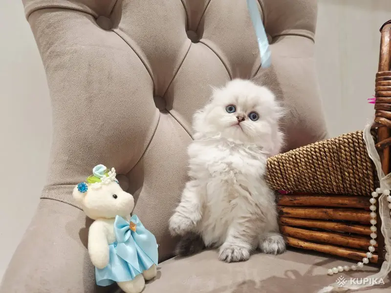 Кошки - Шотландские вислоухие плюшевые котята - Вся Беларусь - Фото 11 Шотландские вислоухие плюшевые котята - Вся Беларусь - 260597 - Доска объявлений Kupika.by - Фото 11