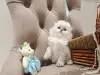 Кошки - Шотландские вислоухие плюшевые котята - Вся Беларусь - Фото 11 Шотландские вислоухие плюшевые котята - Вся Беларусь - 260597 - Доска объявлений Kupika.by - Фото 11