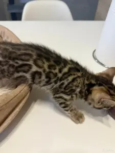 Бенгальские котята