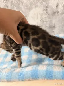 Бенгальские котята