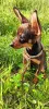 Собаки - Девочка русского тоя (той терьер) - Вся Беларусь Девочка русского тоя (той терьер) - Вся Беларусь - 258420 - Доска объявлений Kupika.by