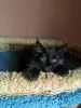 Кошечки Полидакт Мейн-кун - Вся Беларусь - 238230 - Доска объявлений Kupika.by - Фото 6