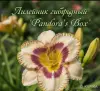 Саженцы, рассада - Саженцы пиона и лилейника - Вся Беларусь - Фото 6 Саженцы пиона и лилейника - Вся Беларусь - 259145 - Доска объявлений Kupika.by - Фото 6