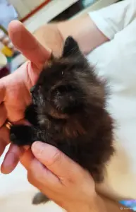 Котёнок