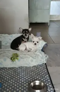 Чихуахуа
