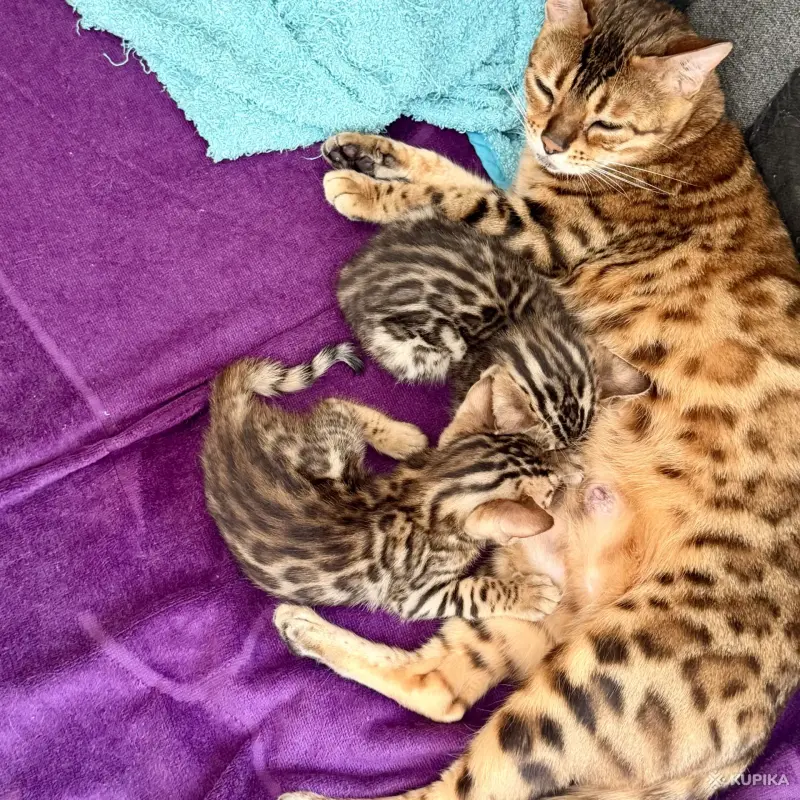 Кошки - Бенгальские котята - Вся Беларусь Бенгальские котята - Вся Беларусь - 259642 - Доска объявлений Kupika.by