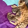 Кошки - Бенгальские котята - Вся Беларусь Бенгальские котята - Вся Беларусь - 259642 - Доска объявлений Kupika.by