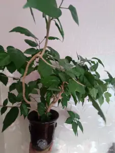 Роза продаю с горшком и блюдцем, высота метр, длина 120