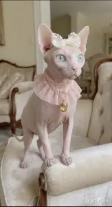 КанадскийссфинксБелоснежные котята