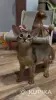 Кошки - Абиссинский котёнок, девочка - Вся Беларусь - Фото 5 Абиссинский котёнок, девочка - Вся Беларусь - 259420 - Доска объявлений Kupika.by - Фото 5