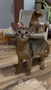 Абиссинский котёнок, девочка