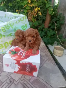 Щенки пуделя
