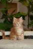 мальчик породы мейн-кун - Вся Беларусь - 258703 - Доска объявлений Kupika.by - Фото 4